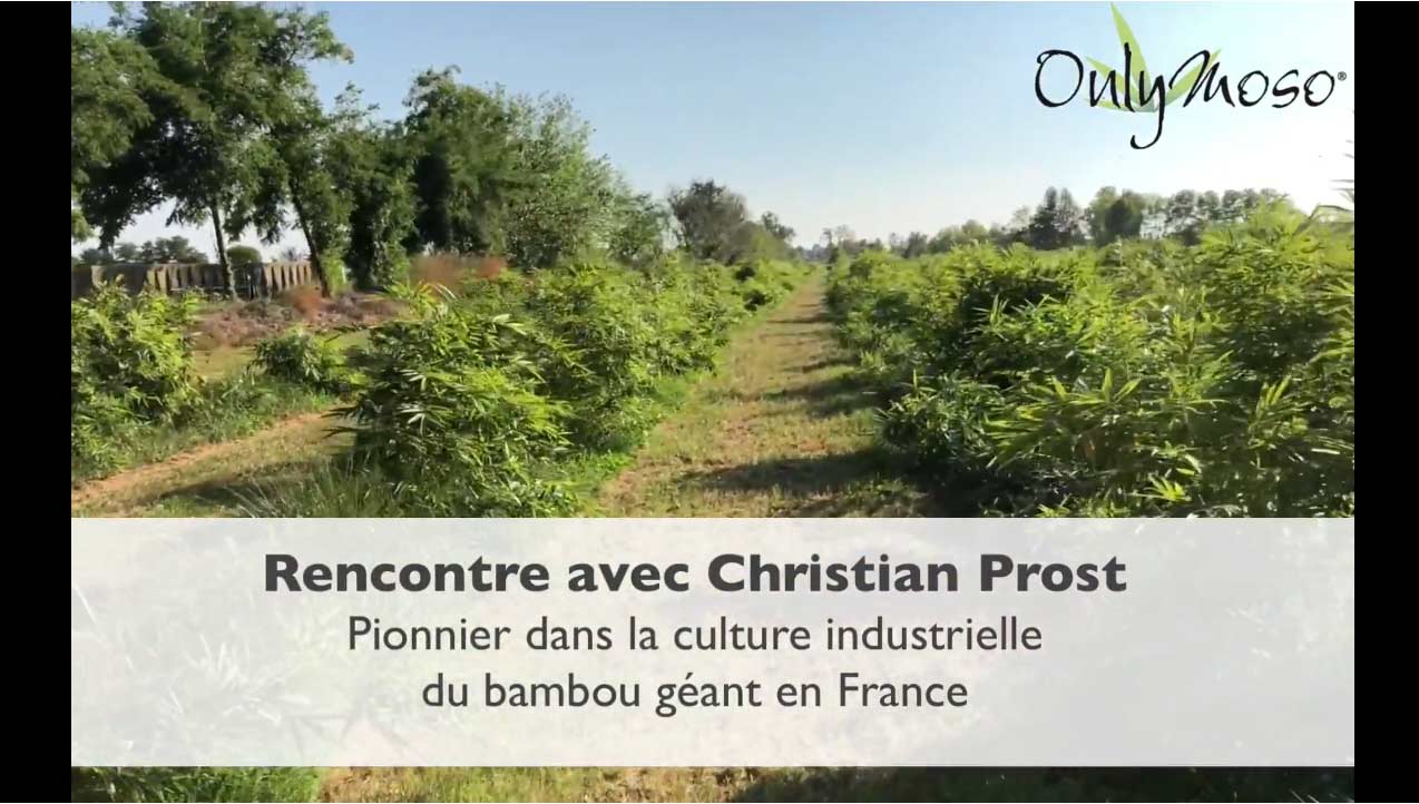 Christian Prost : Pionner Français du bambou géant industriel & commercial