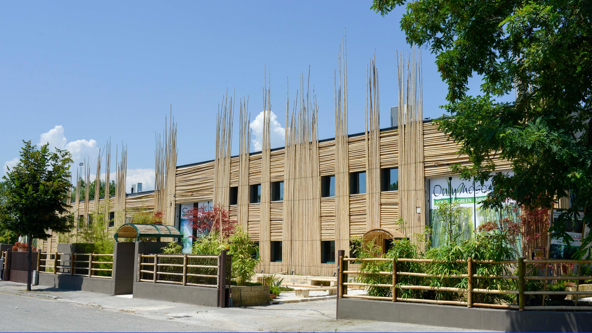 Eco-Investissez dans le bambou géant